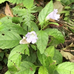Strobilanthes flexicaulis tashiroi