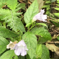 Strobilanthes flexicaulis tashiroi