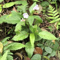 Strobilanthes flexicaulis tashiroi
