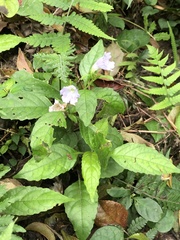 Strobilanthes flexicaulis tashiroi