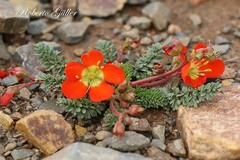 Hypseocharis pimpinellifolia