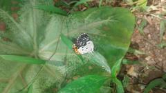 Talicada nyseus nyseus