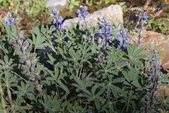 Lupinus subinflatus