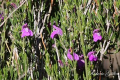 Poikilacanthus tweedieanus