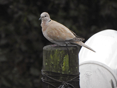 Streptopelia decaocto