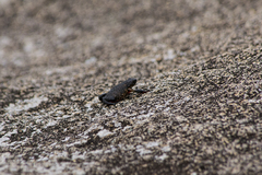 Melanophryniscus moreirae