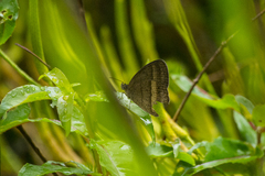 Yphthimoides ochracea