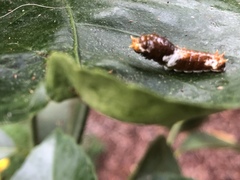 Papilio fuscus capaneus