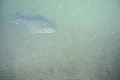 Hippoglossus stenolepis