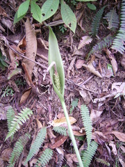 Asterostigma