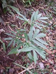 Asterostigma