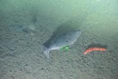 Hippoglossus stenolepis