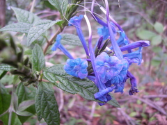 Stachytarpheta speciosa