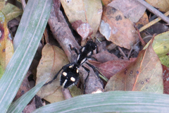 Traumatomutilla graphica