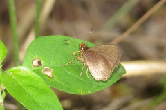 Eprius veleda obrepta