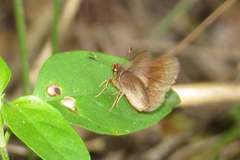 Eprius veleda obrepta