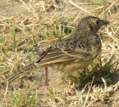 Mirafra rufocinnamomea