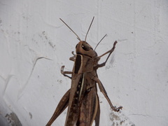 Eyprepocnemis plorans