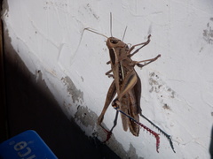 Eyprepocnemis plorans