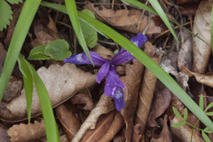 Iris uniflora