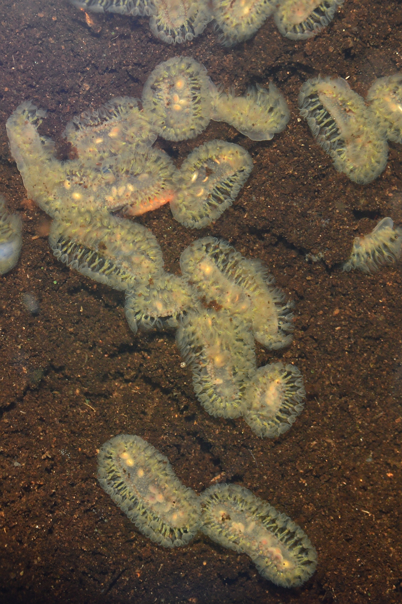 Cristatella mucedo Cuvier, 1798