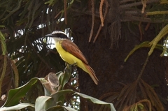 Pitangus sulphuratus
