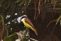 Pitangus sulphuratus