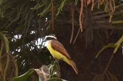 Pitangus sulphuratus