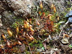 Ptychostomum pallens