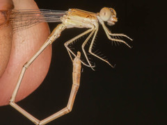 Lestes pallidus