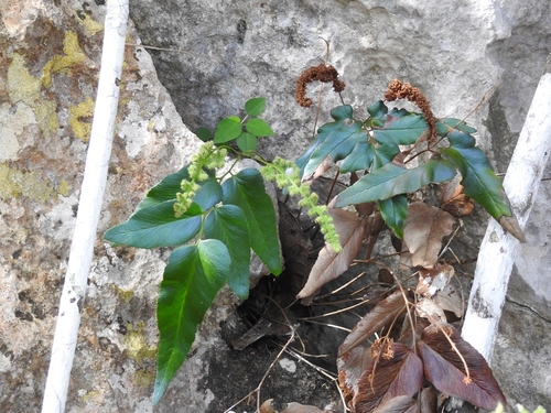Anemia speciosa (Anemia speciosa)