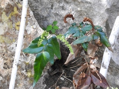 Anemia speciosa