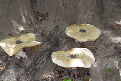 Termitomyces schimperi