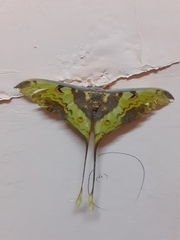 Actias maenas