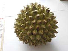 Purple Custard Apple (Annona purpurea)
