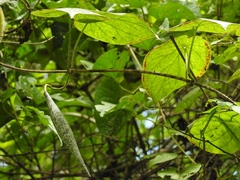 Matelea velutinoides