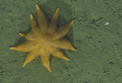 Solasteridae