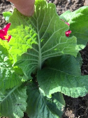 Primula vulgaris
