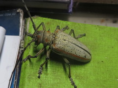 Rosenbergia megalocephala