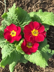 Primula vulgaris