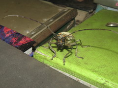 Rosenbergia megalocephala