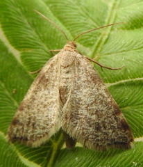 Macaria occiduaria