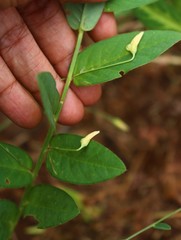 Crotalaria triquetra