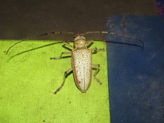 Rosenbergia megalocephala