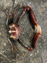 Carcinoplax haswelli