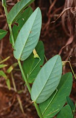 Crotalaria triquetra