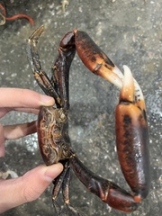 Carcinoplax haswelli