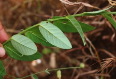 Crotalaria triquetra