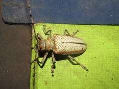 Rosenbergia megalocephala