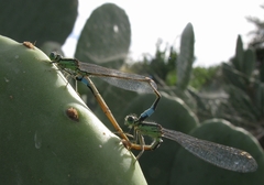 Ischnura saharensis